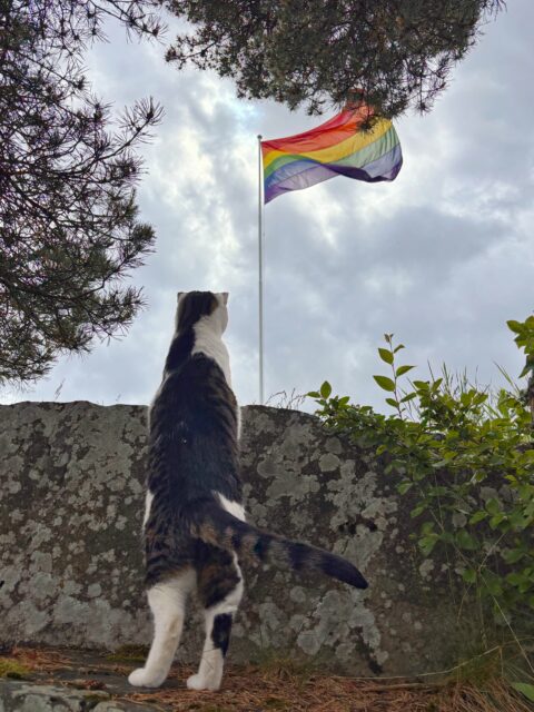 Solan går for 🌈❤️🌈🩷🌈💛