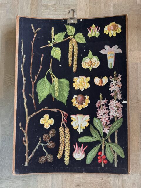 *SOLGT* Trivelig, gammel skoleplansje med motiv av bl.a bjørk og gråor tegnet av Ebba Masalin. 60 x 84 cm. Patina. 850 kr. Kjøpe nå med Vipps? Send melding. Må hentes. Torsdag åpent 14-18. 🌸